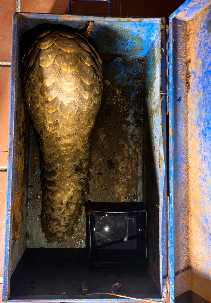 Kindness in Action: South Africans Unite to Rescue Endangered Pangolin