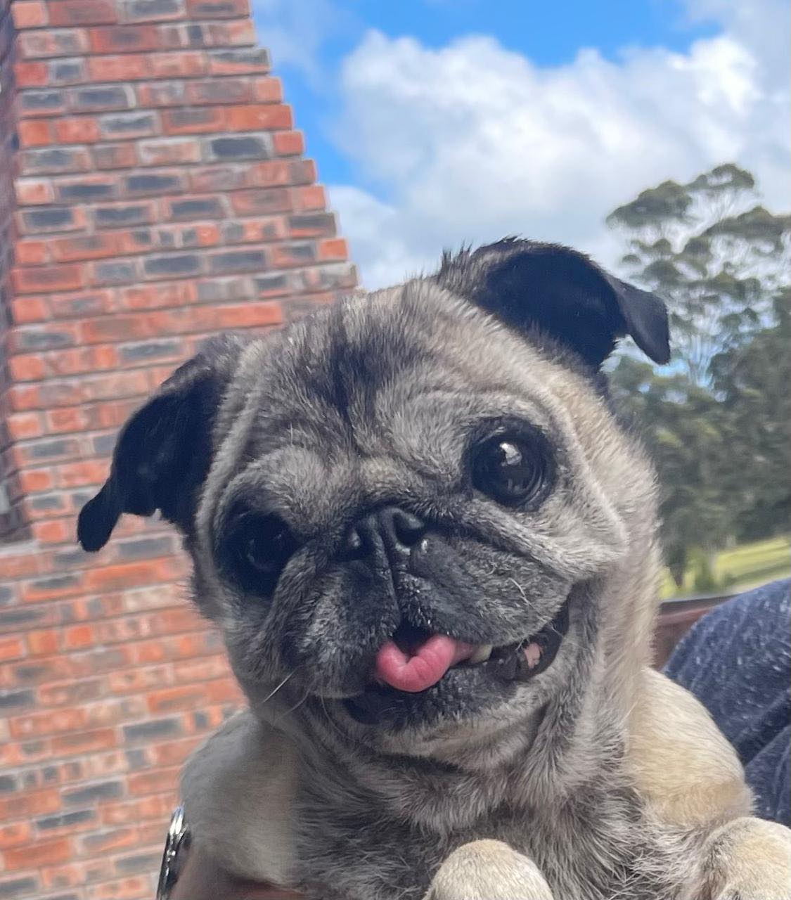 Betsie the Pug Begins Her 1,000km Journey to a New Life!