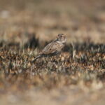 Botha's Lark