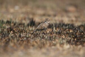 Botha's Lark