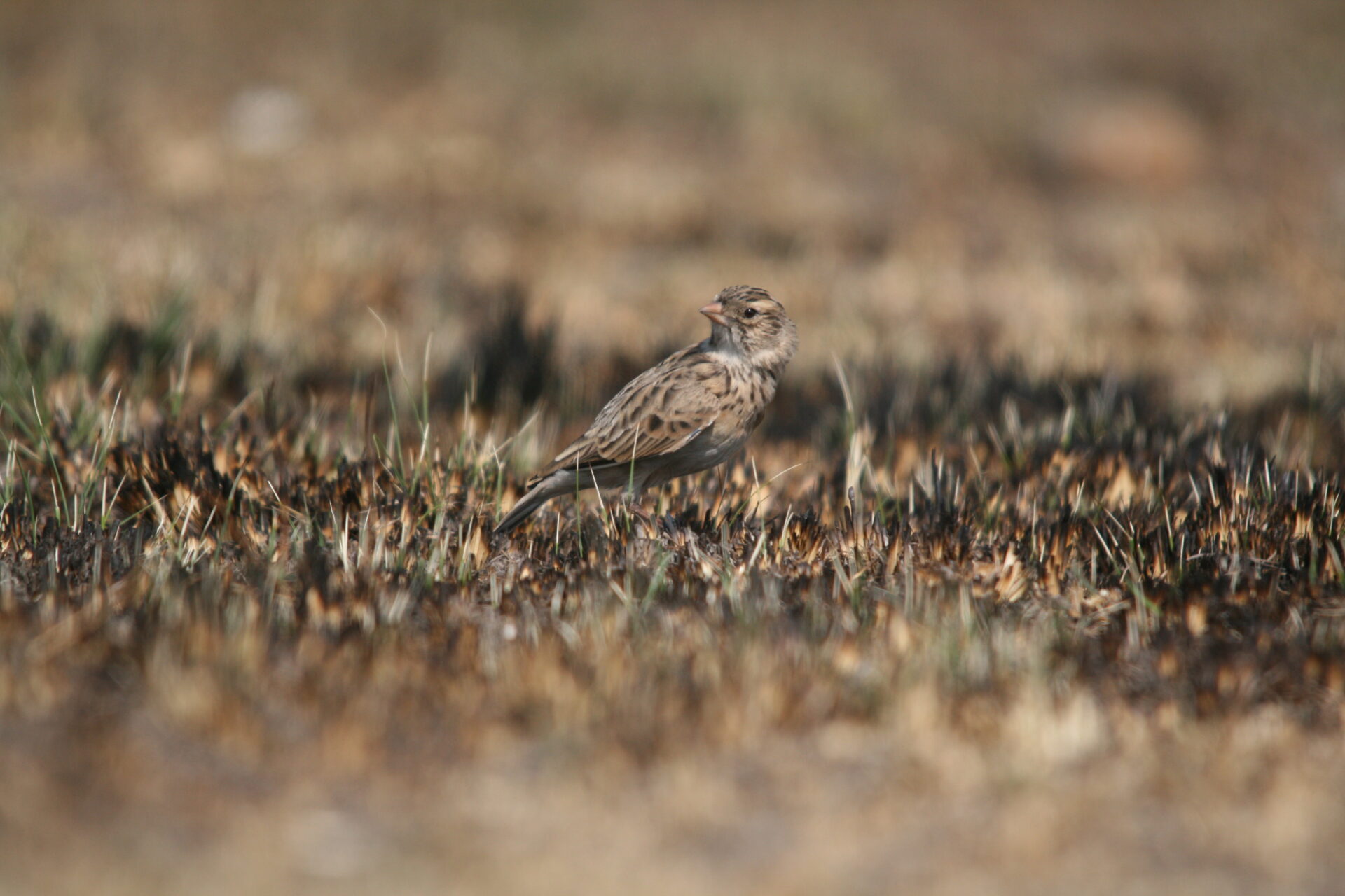Botha's Lark
