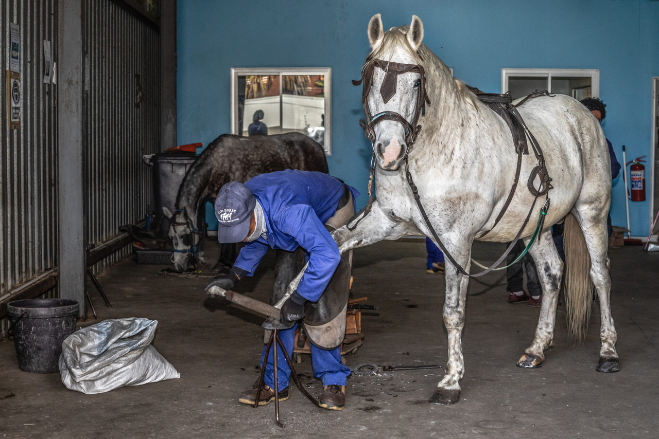 Cart Horse Shoes
