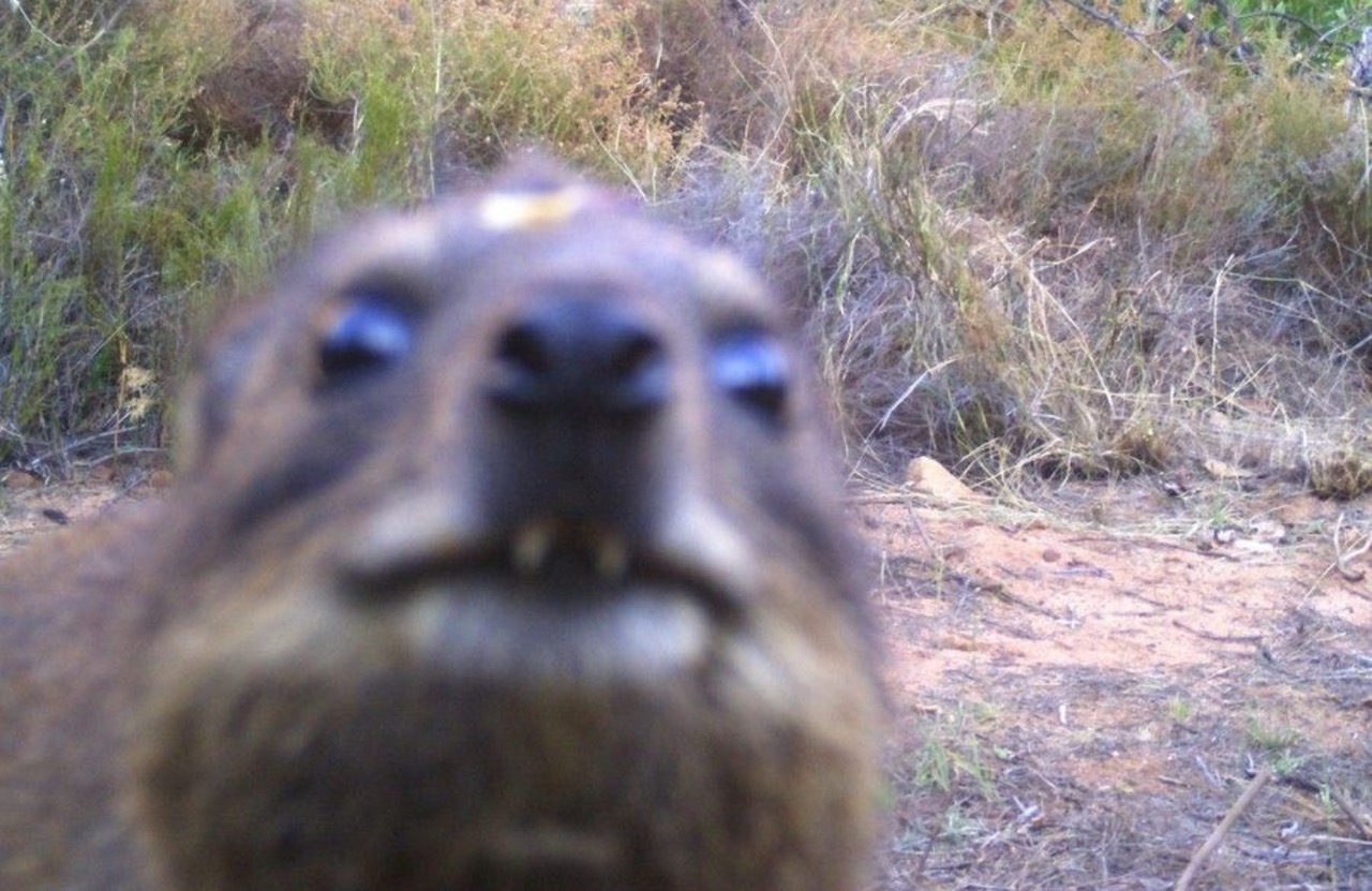 Dassie