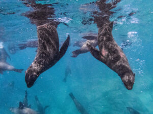 Seals