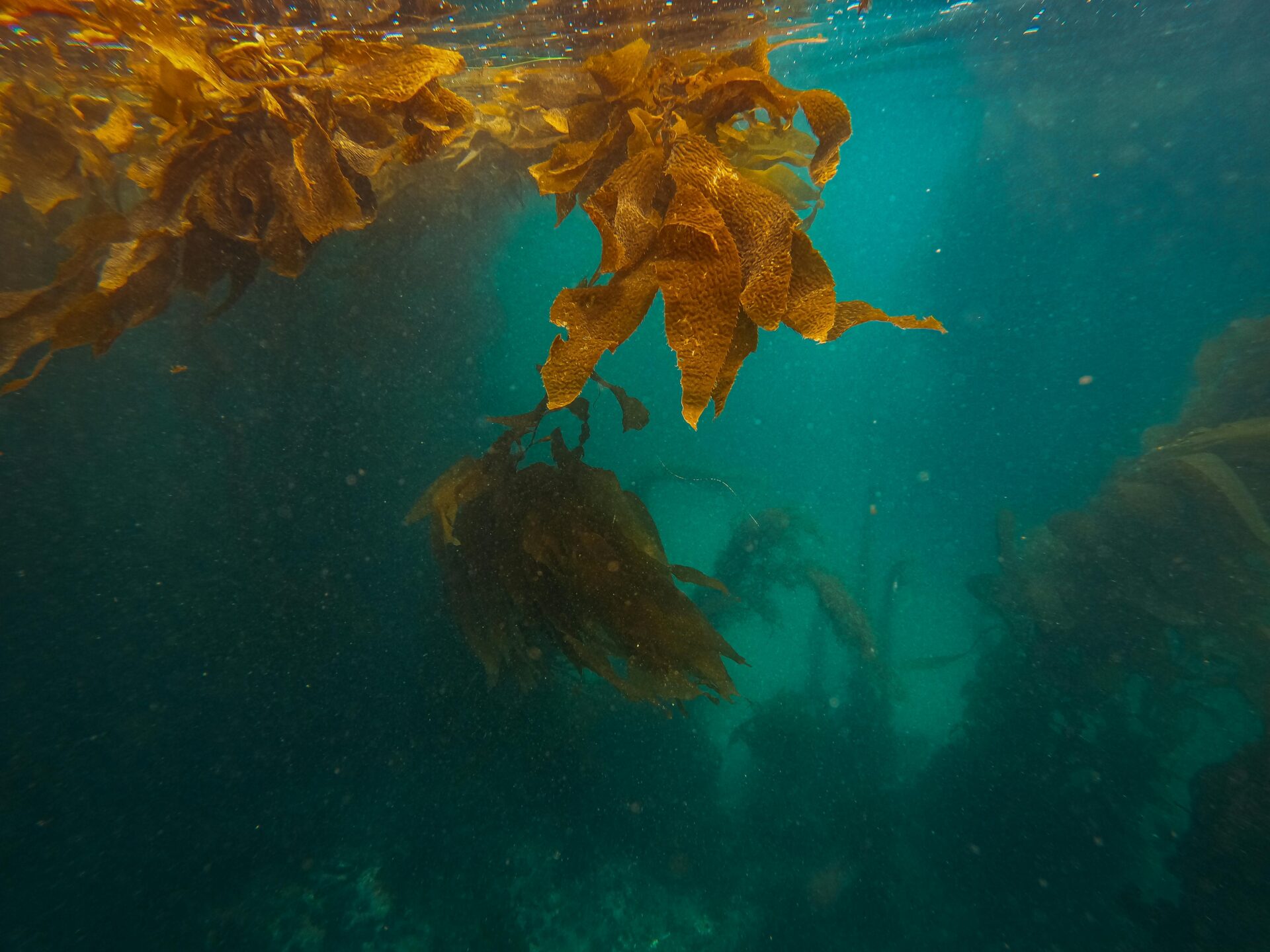 Kelp