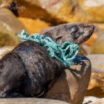 Cape fur seal