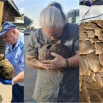 Kindness in Action: South Africans Unite to Rescue Endangered Pangolin