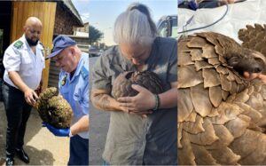 Kindness in Action: South Africans Unite to Rescue Endangered Pangolin