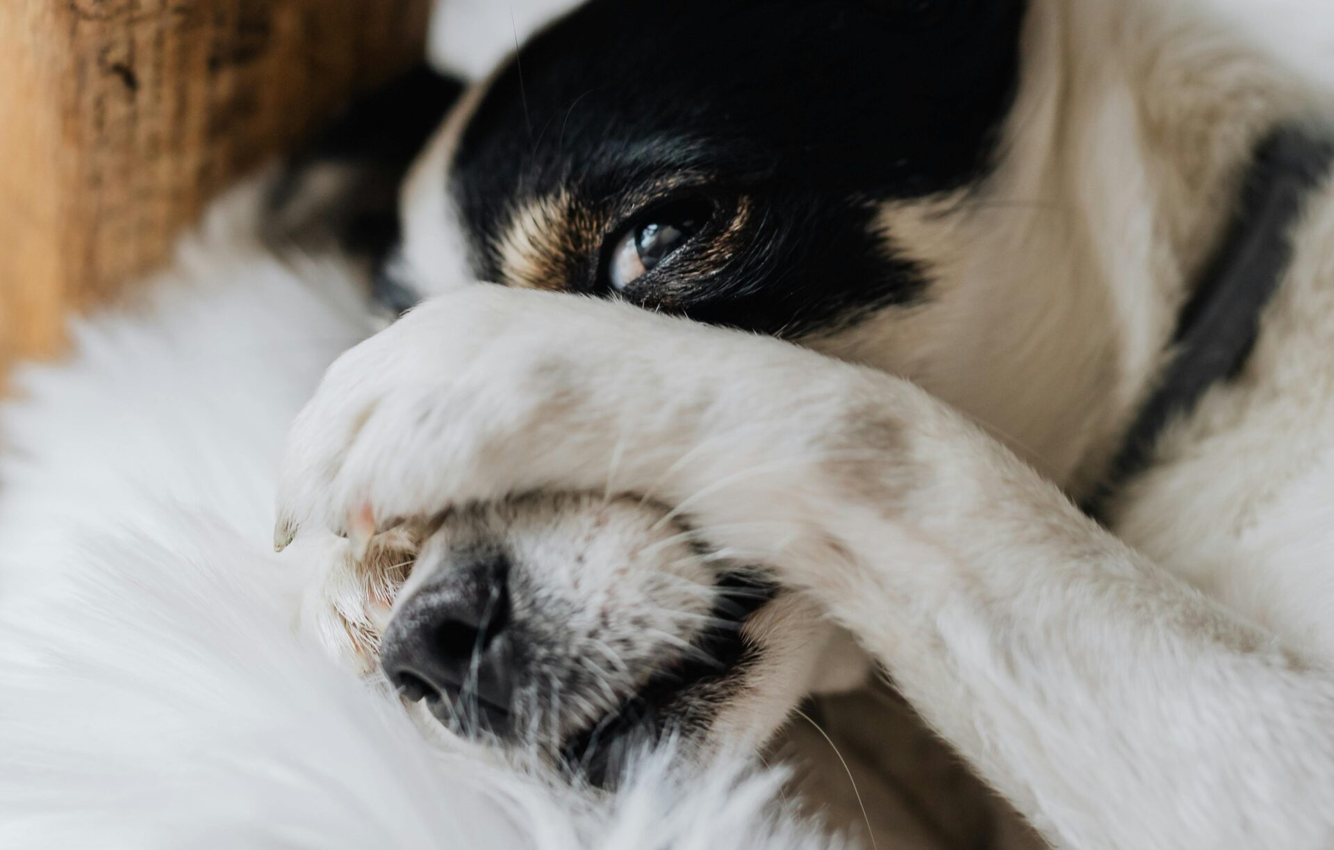 Law Enforcement and SPCA Heroes Unite to Ensure a Calmer Guy Fawkes Night For CPT’s Animals