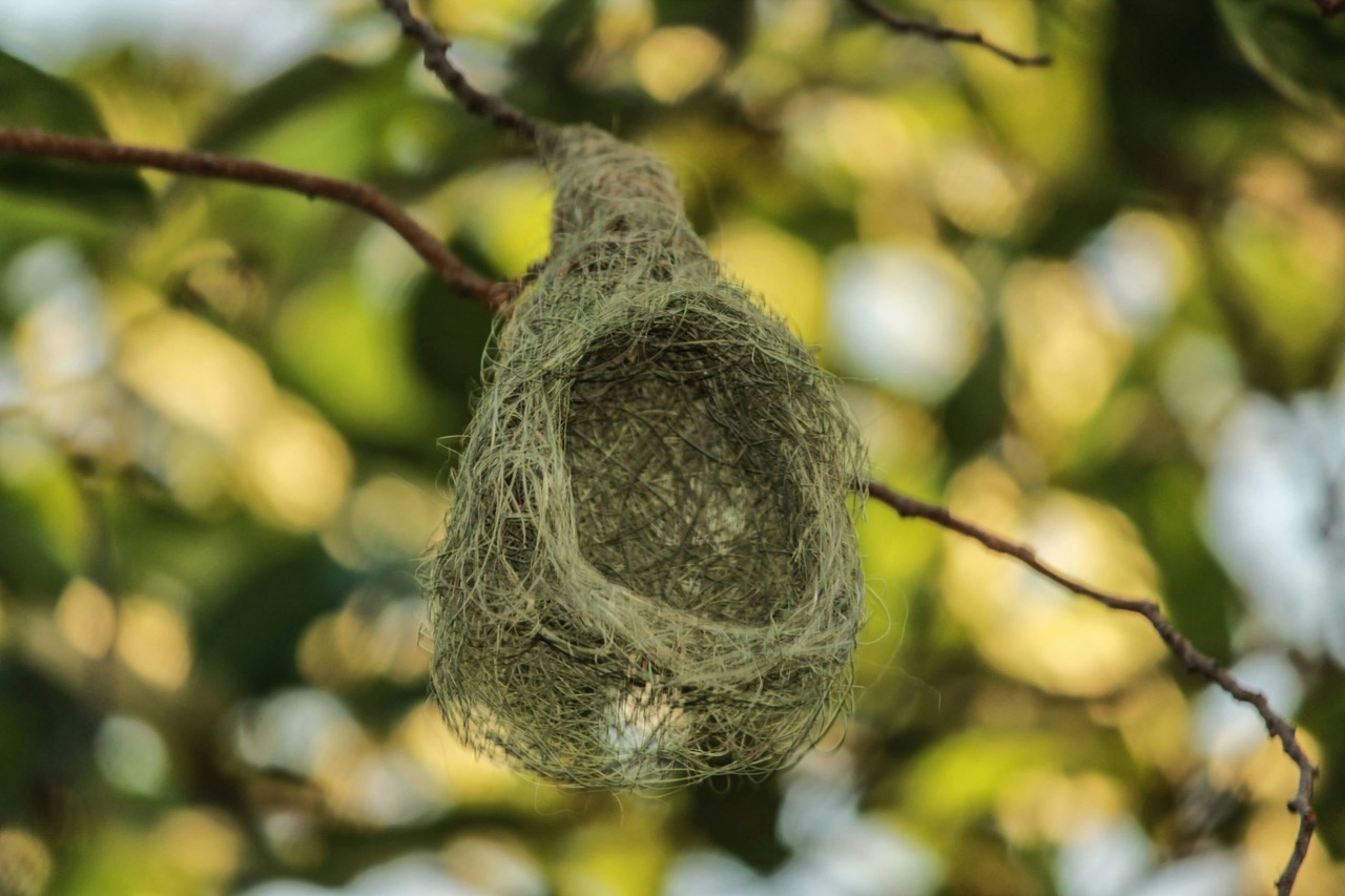 Read this before you save a baby bird