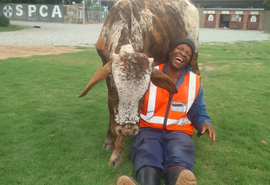 Stranded Calf