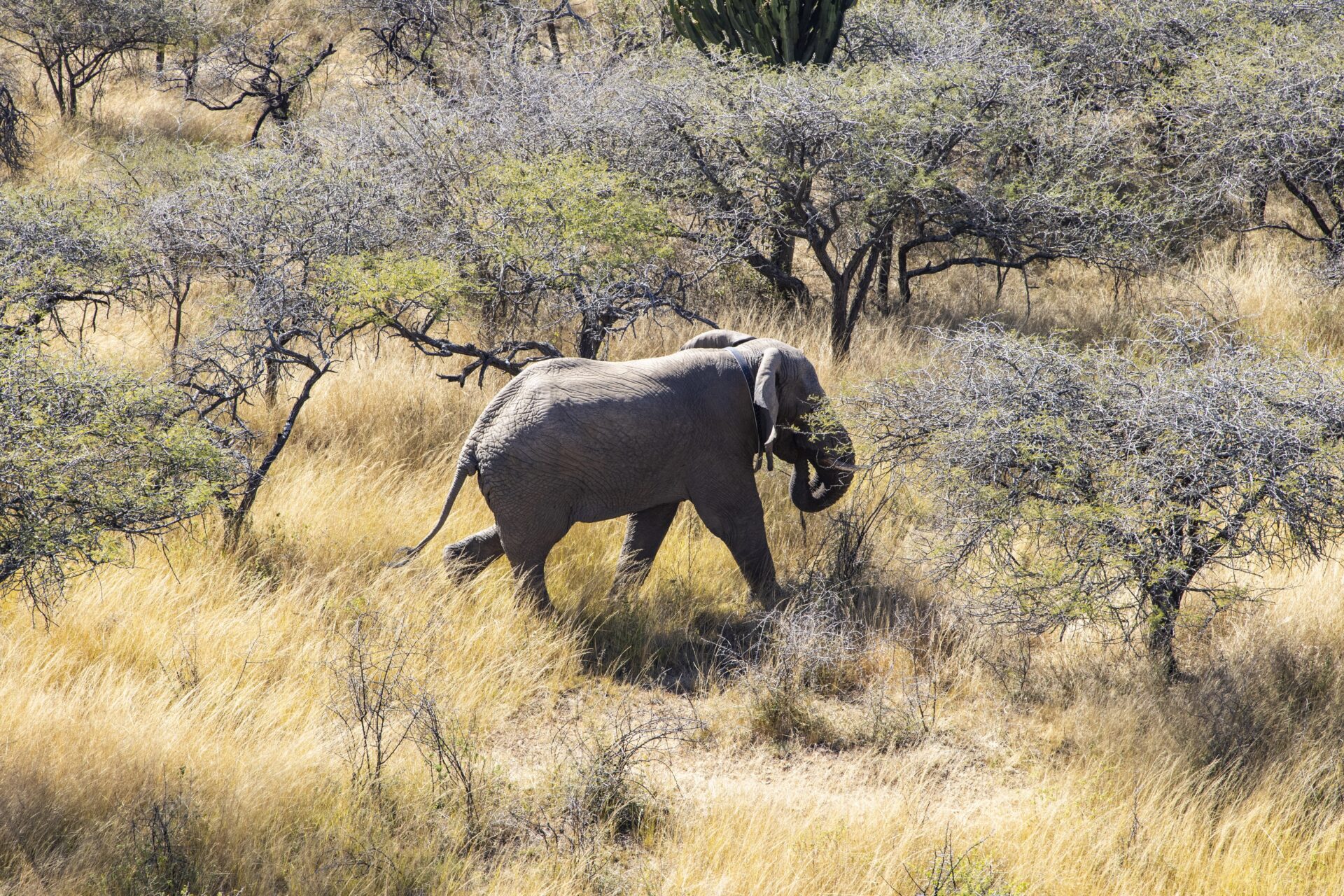 How Cooperation Secured the Future of South Africa’s Smallest Free-Roaming Elephant Herd