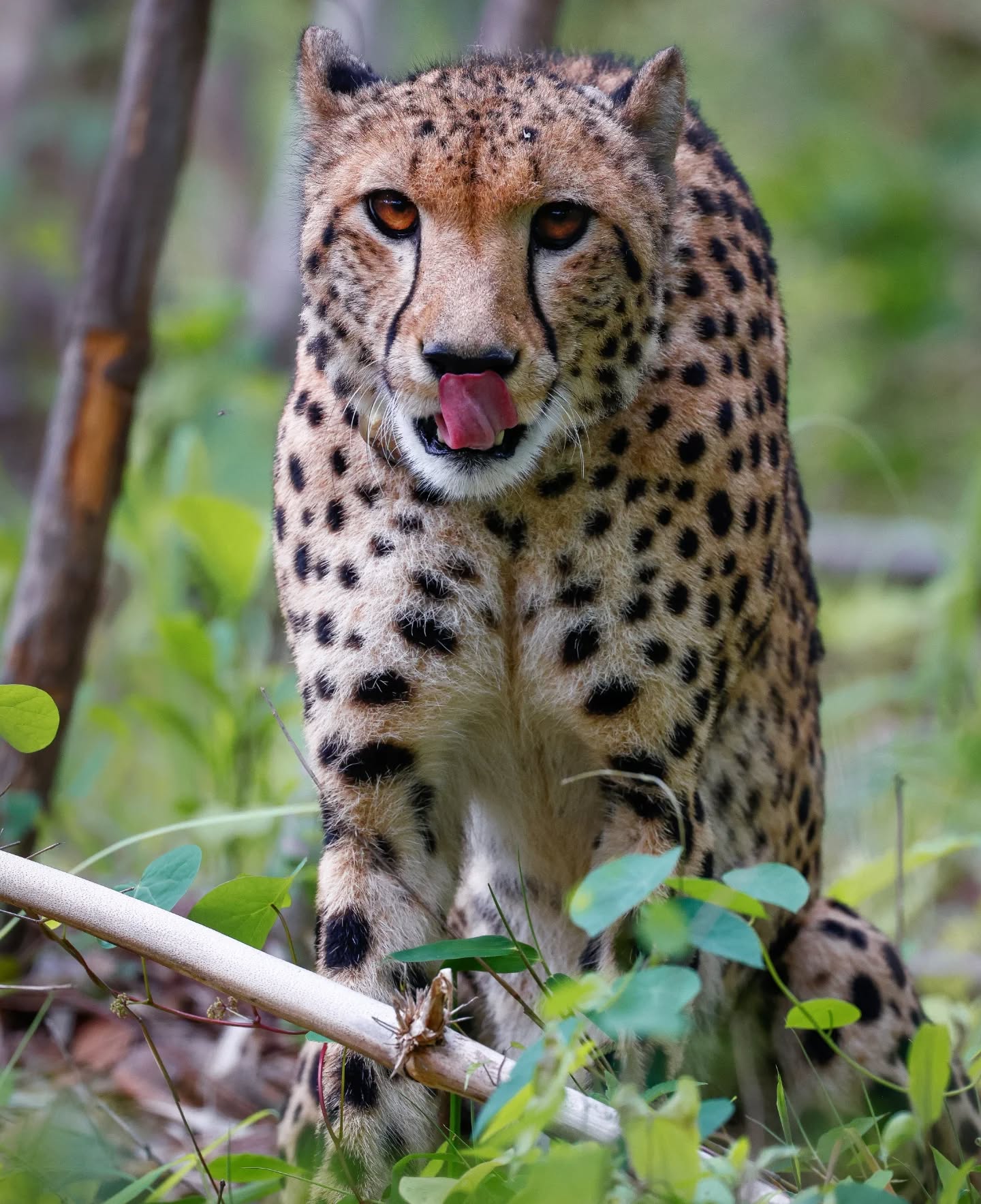 From South Africa to Zambia: Three Cheetah Cubs Spark Hope for a Species