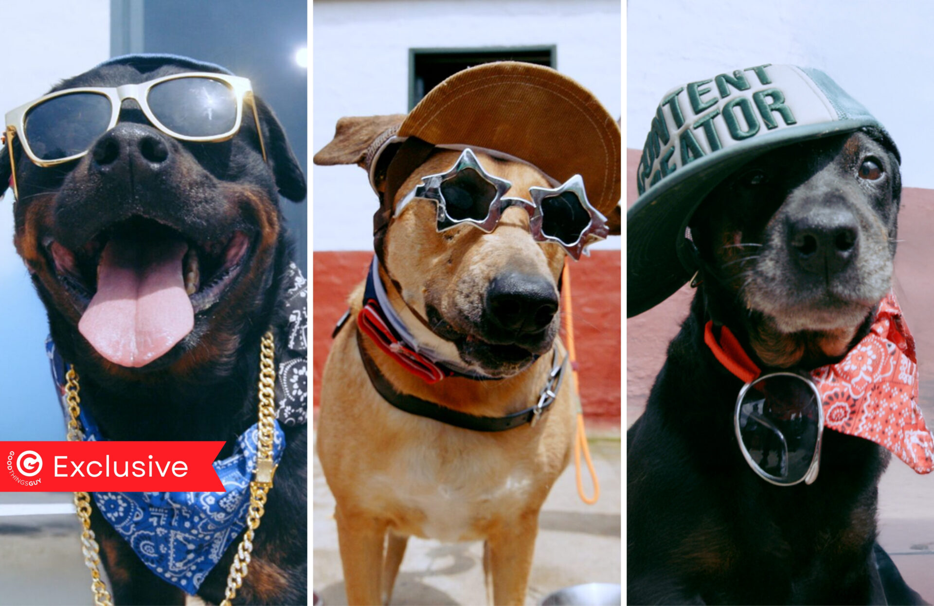 Three Older Pups Found Homes Just in Time for Christmas