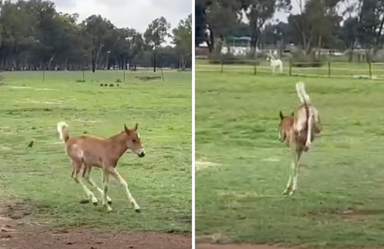Foal Zoomies