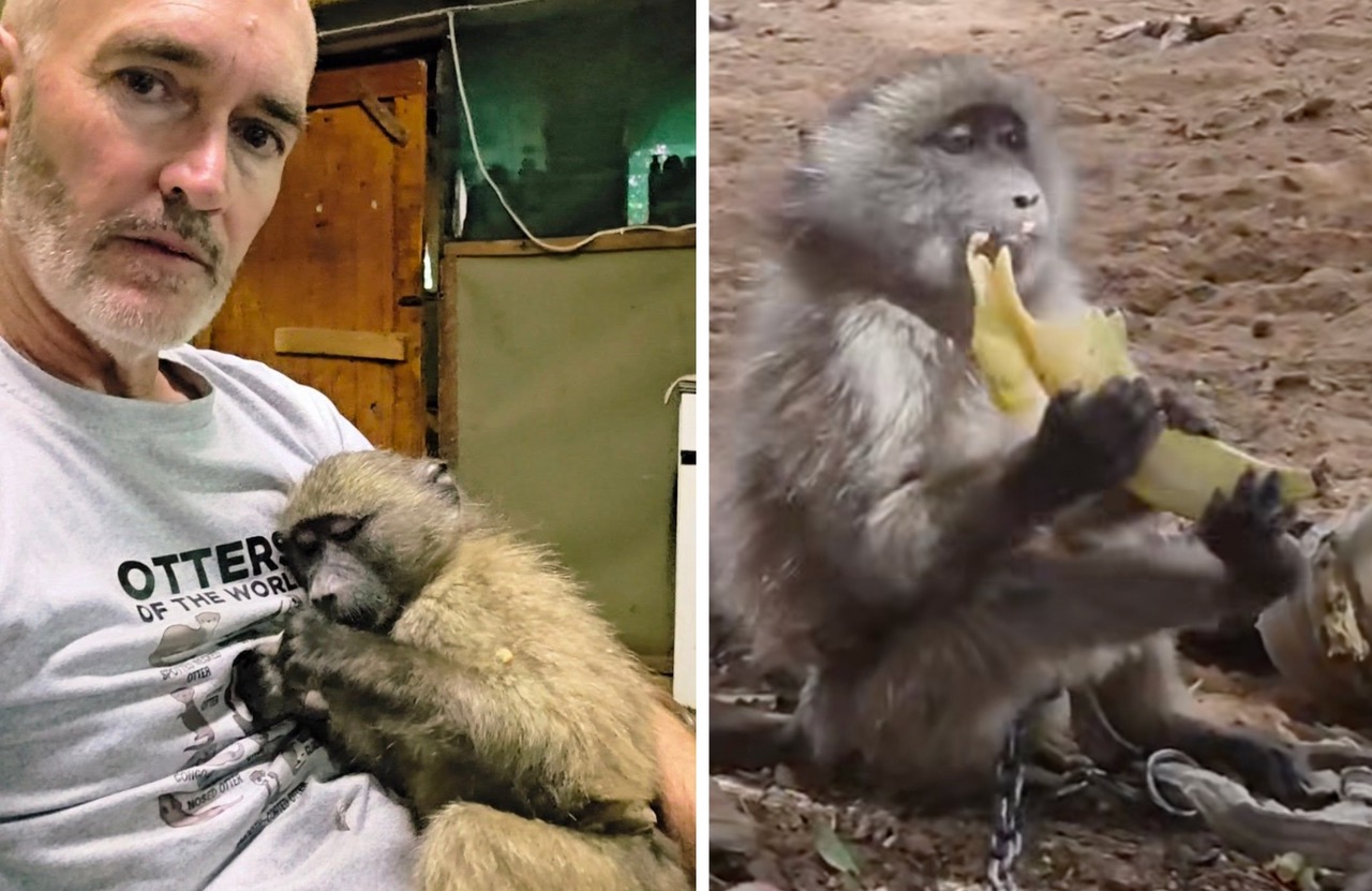 Owl Rescue Centre