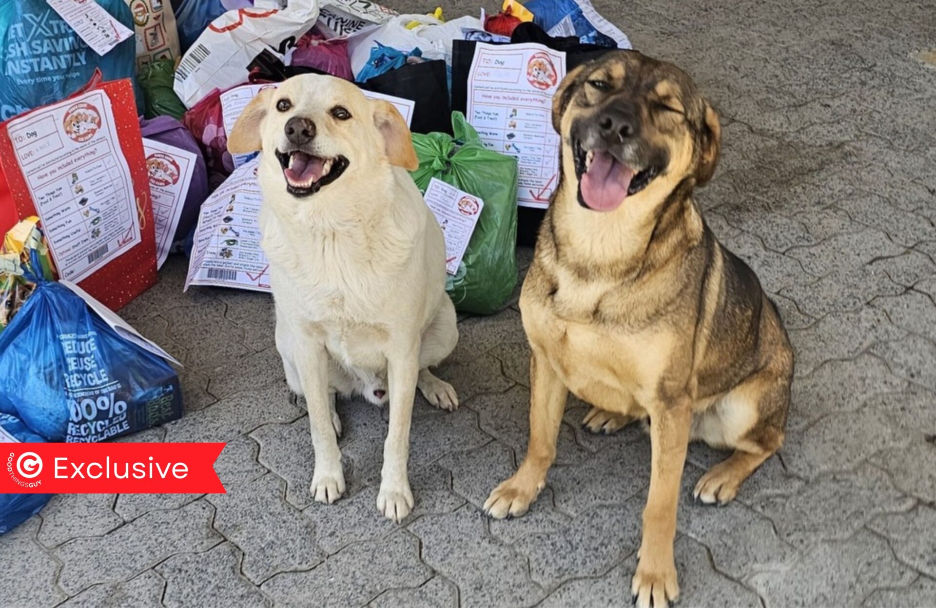 Santa Cause for Paws