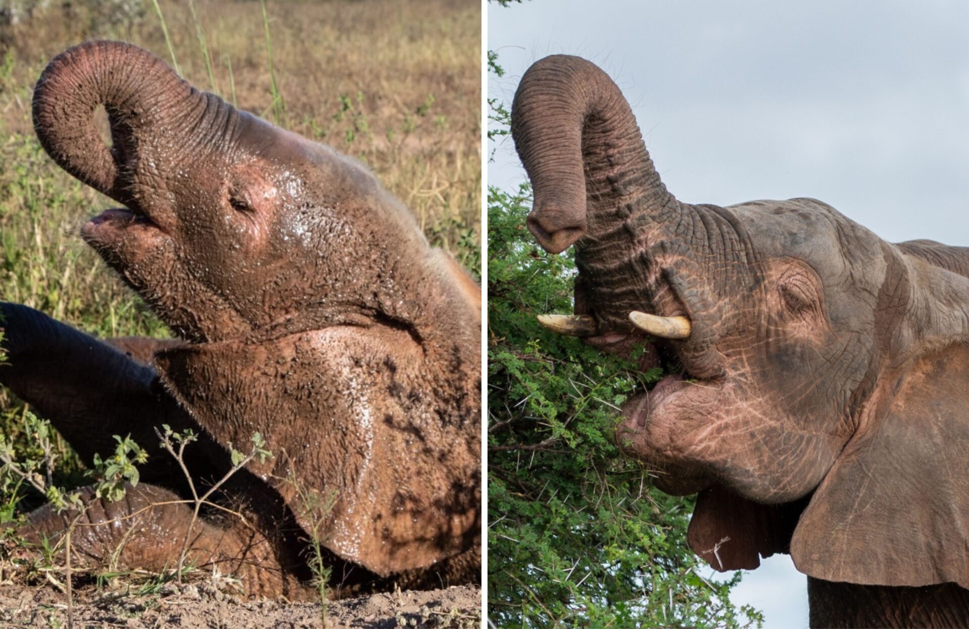 6 Years on from Being Rescued: Khanyisa is a Big Strong Girl!