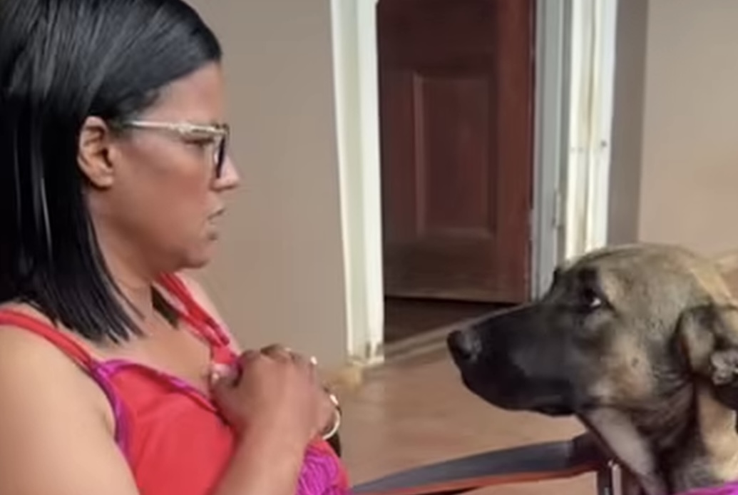 Dog Listening