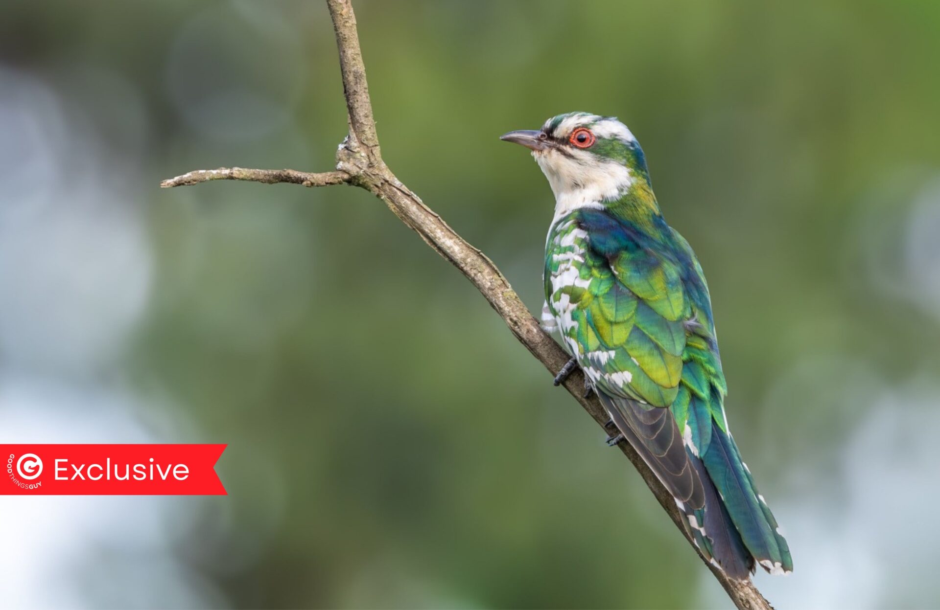 The Birding Life Awards