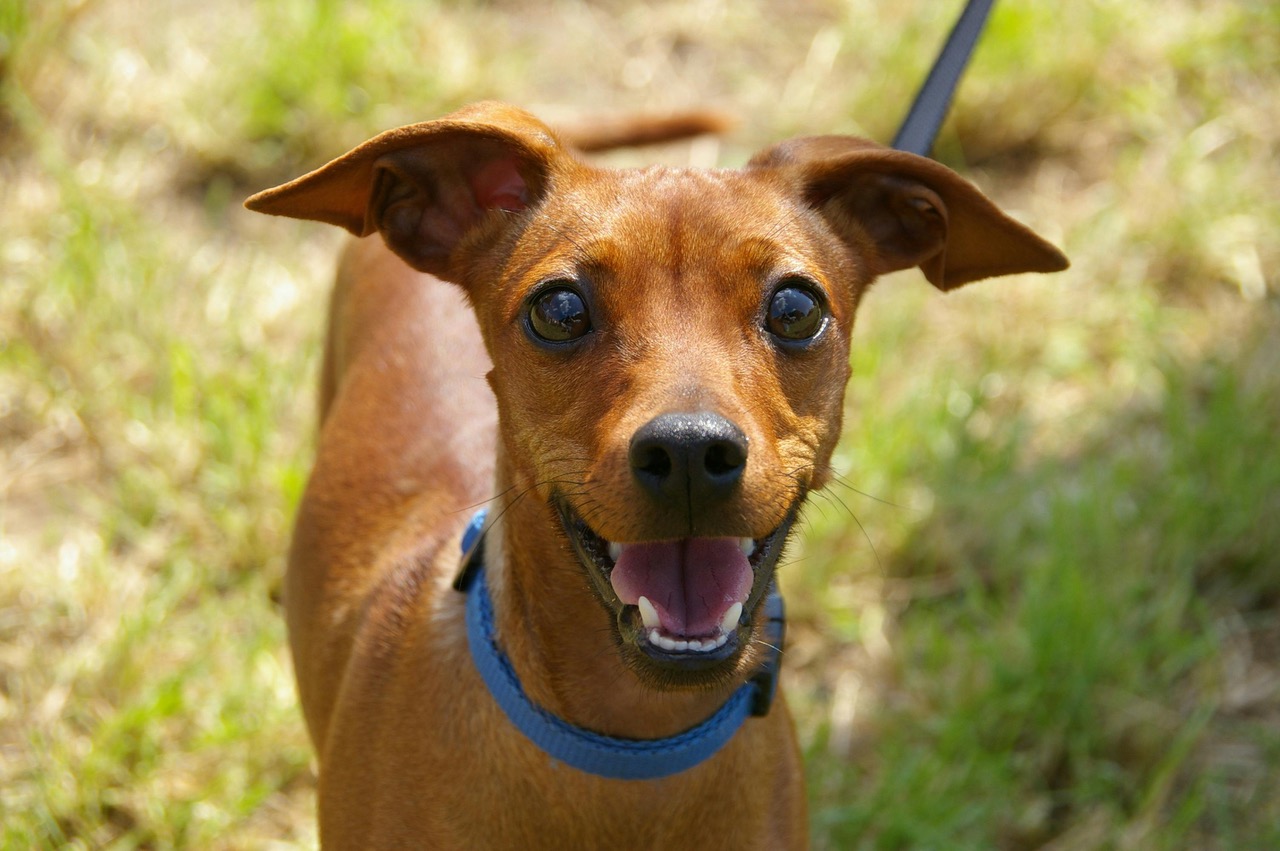 Edu-Paw TEARS Animal Rescue