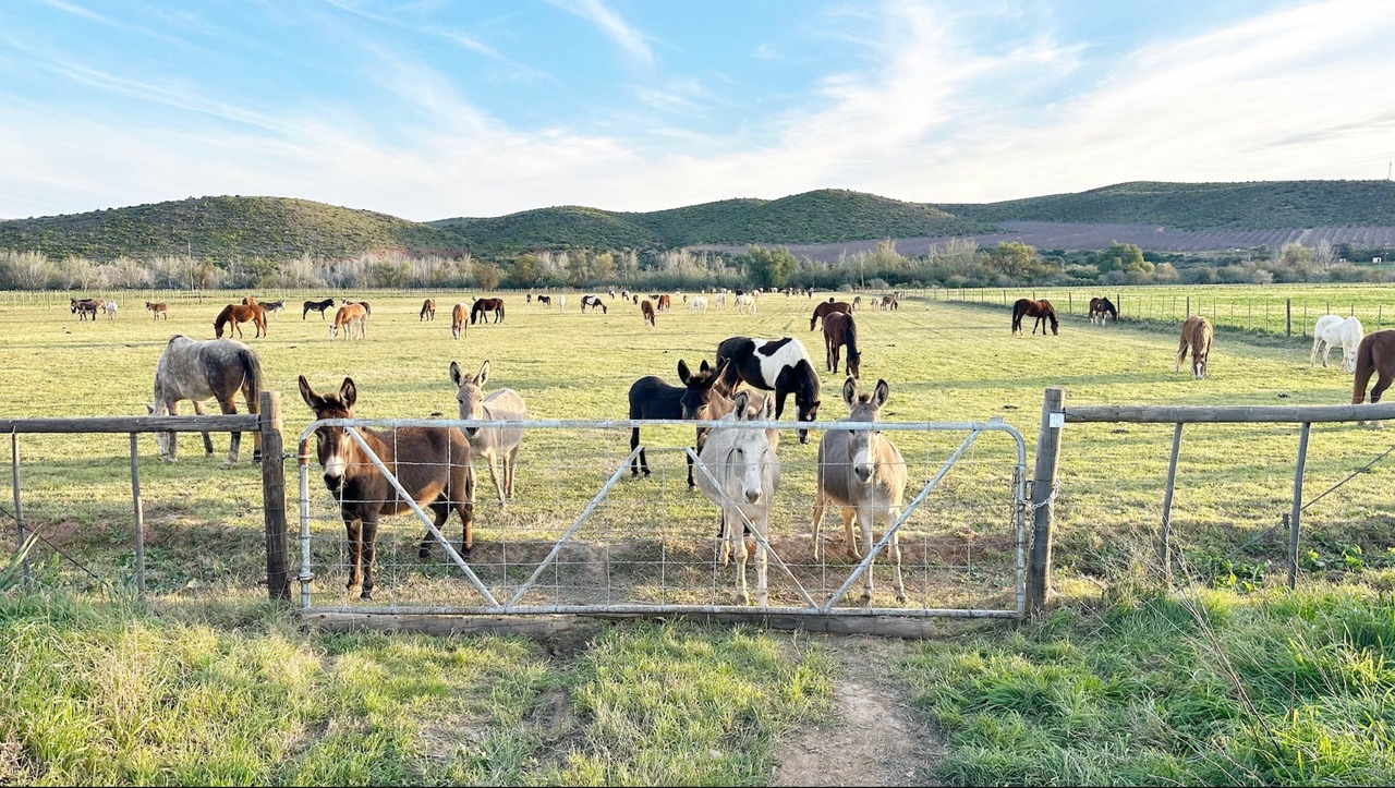 Karoo Donkey Sanctuary