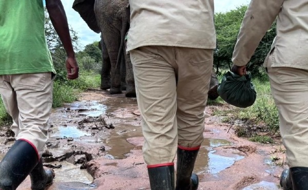 Elephant Carers