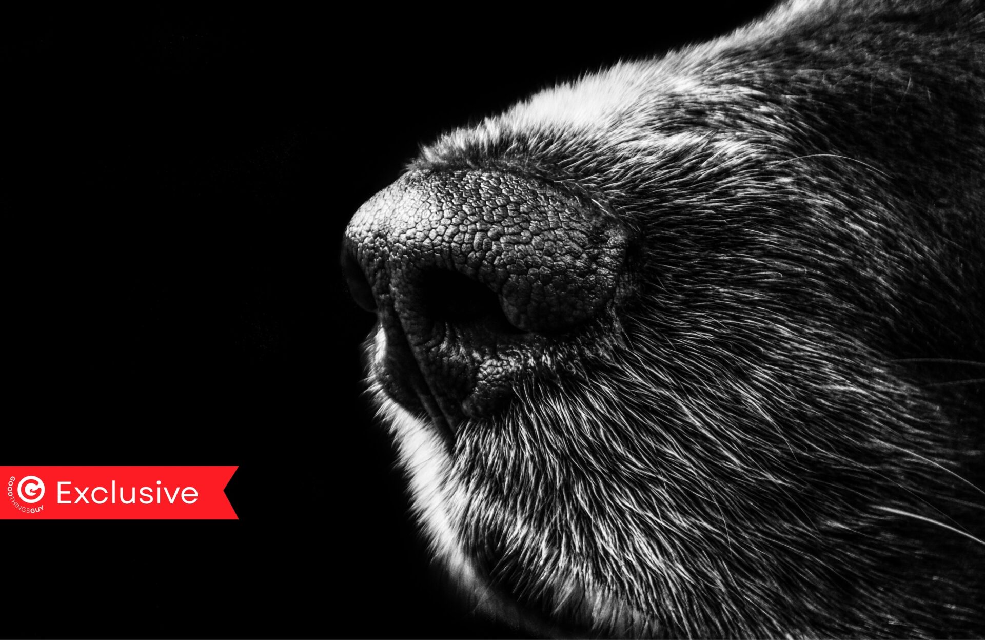 A New Year’s Day Decision That Gave a Frightened Dog Another Chance