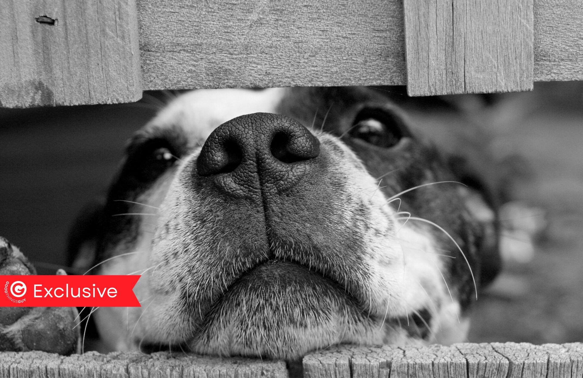 Left Behind But Not Forgotten: Inside Soshanguve’s Fight for Its Dogs