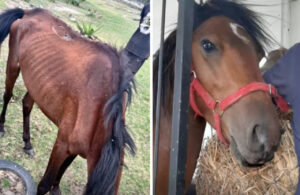 Little Hero Saves Horse