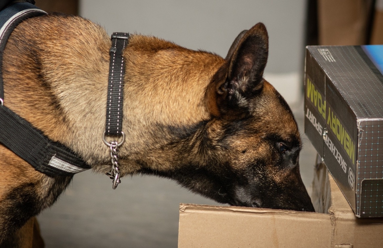 K9