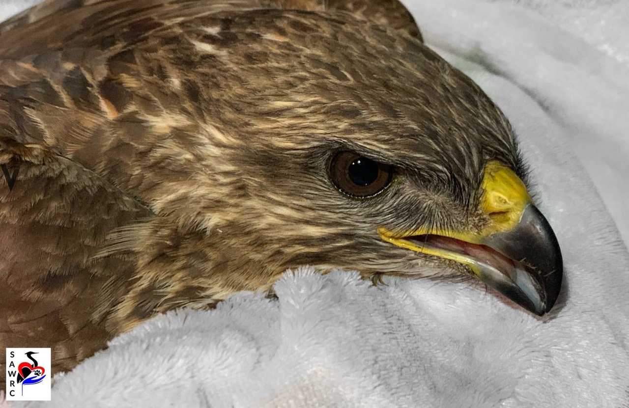 Common Buzzard