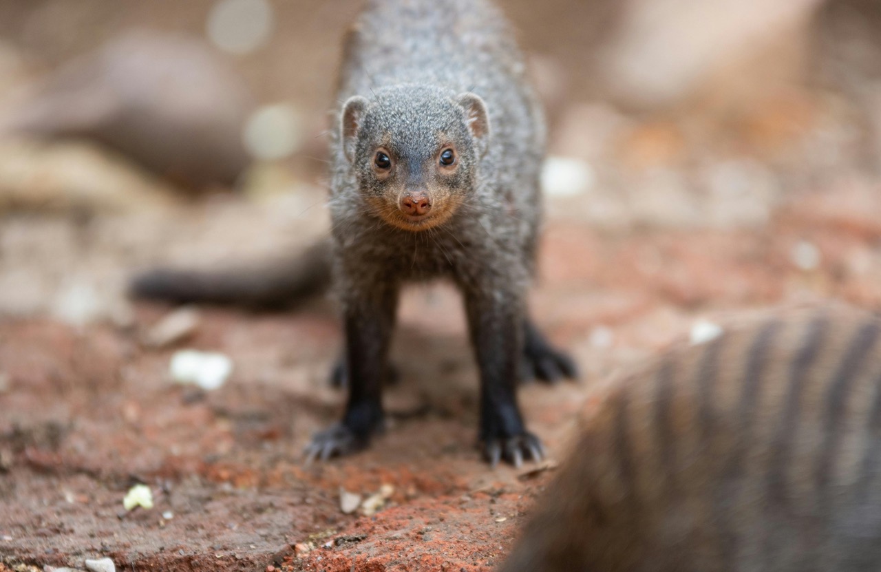 Mongoose
