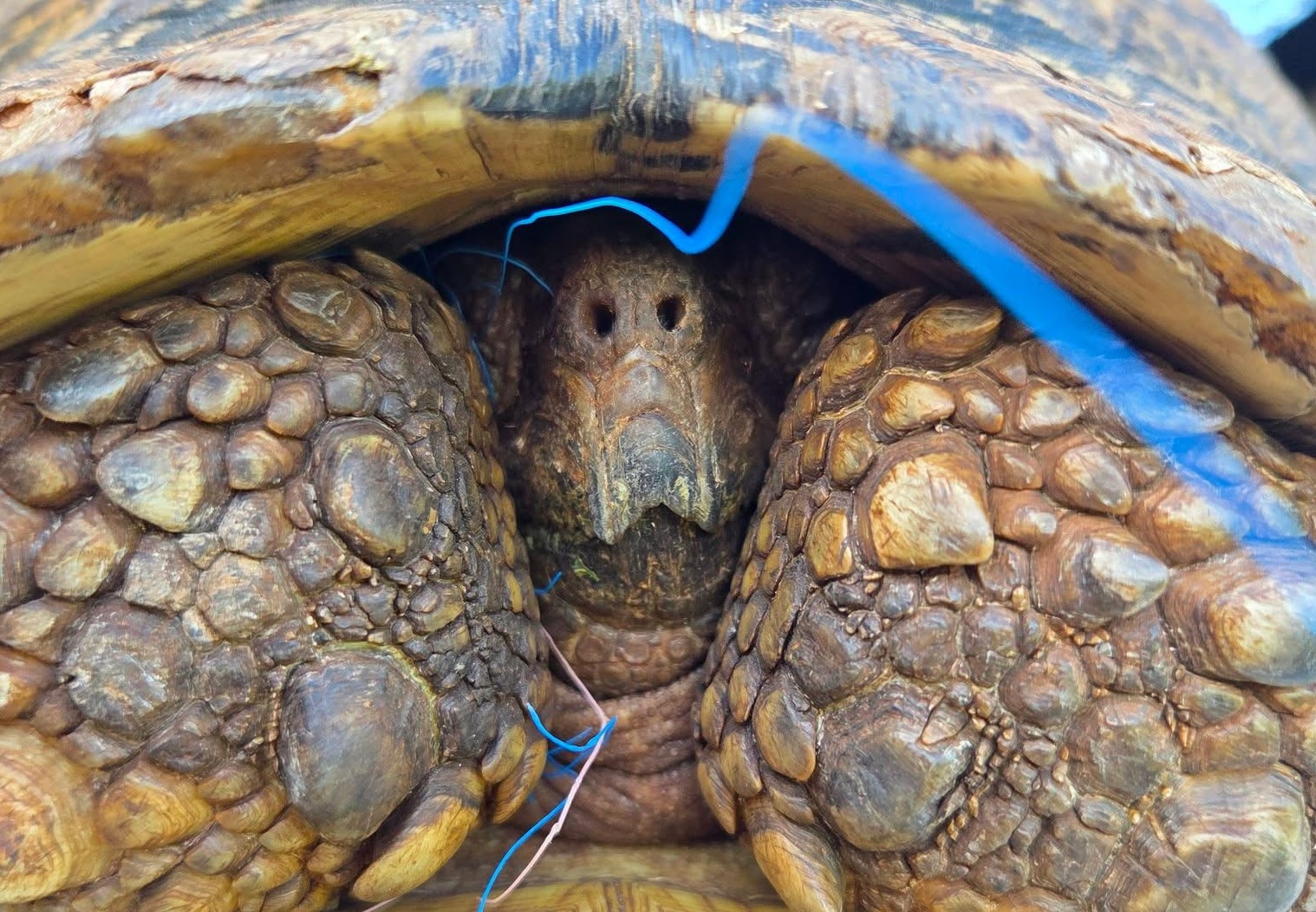 Tortoise