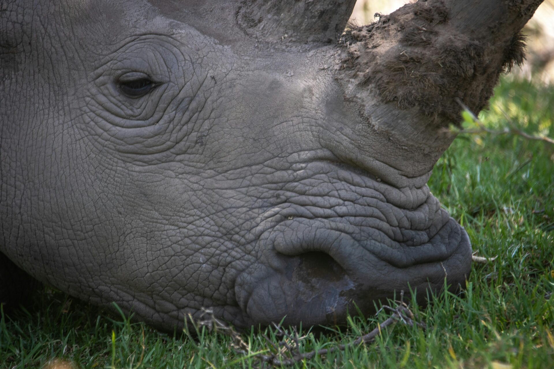 Zululand Conservation Trust