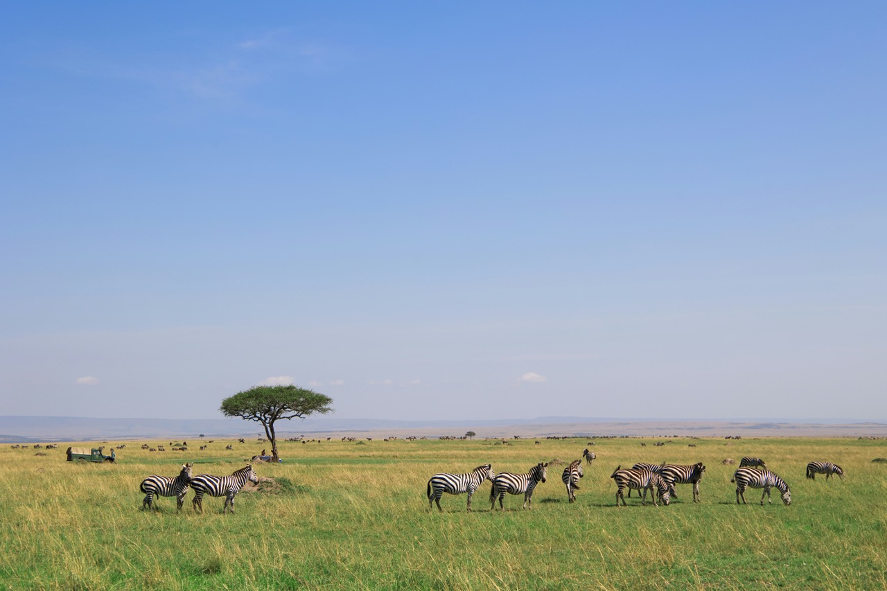 Safari