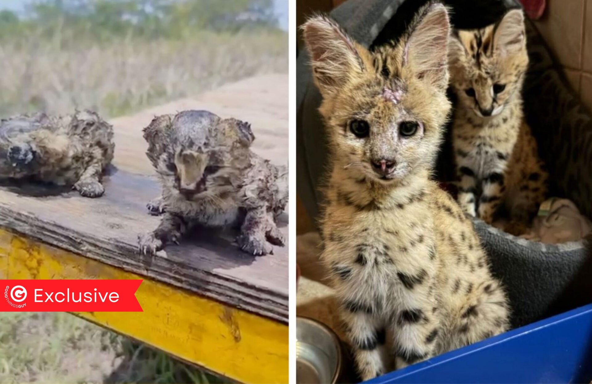 Serval Kittens
