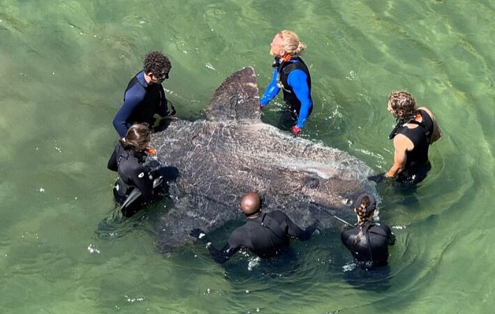 Sunfish