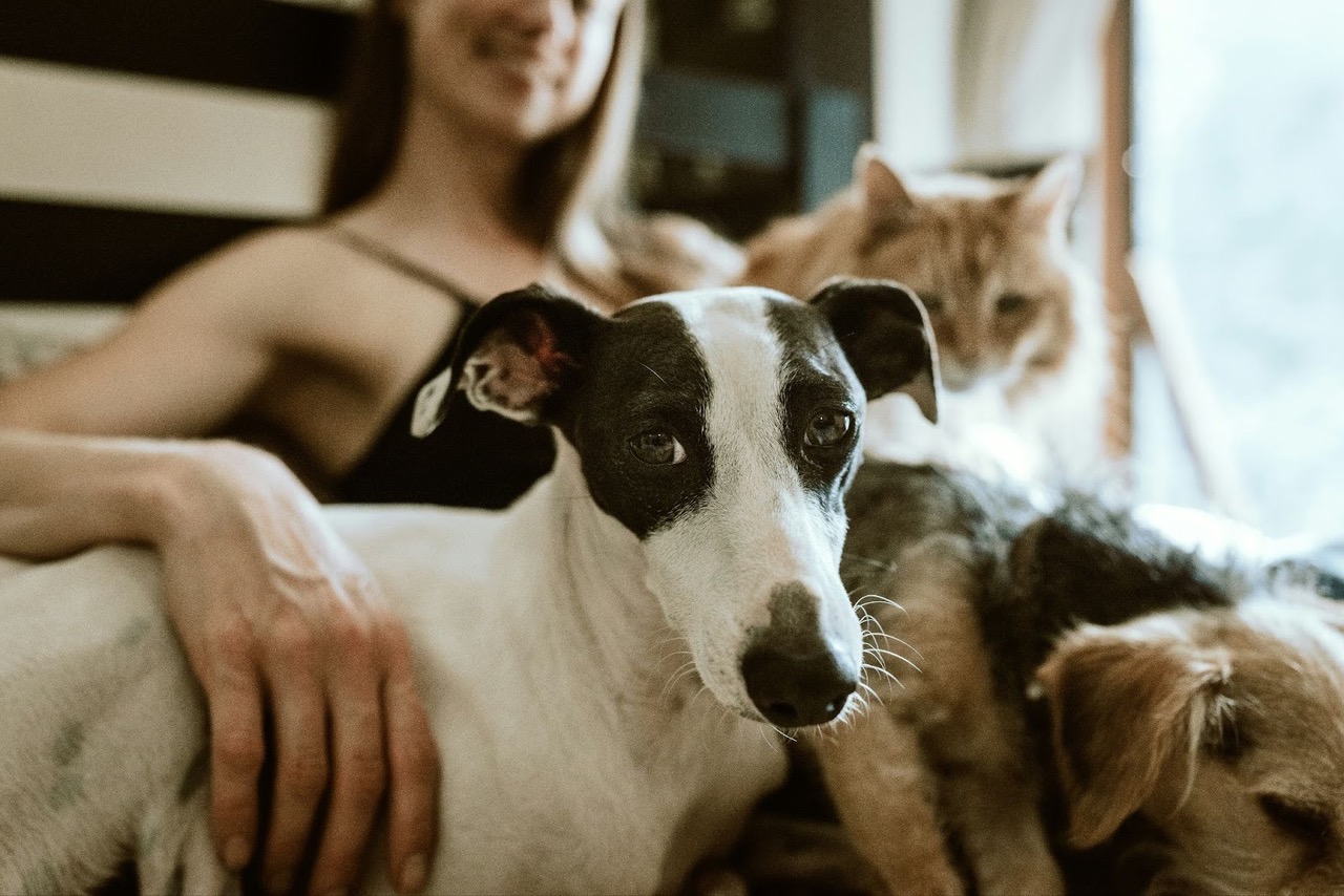 Pet Enrichment