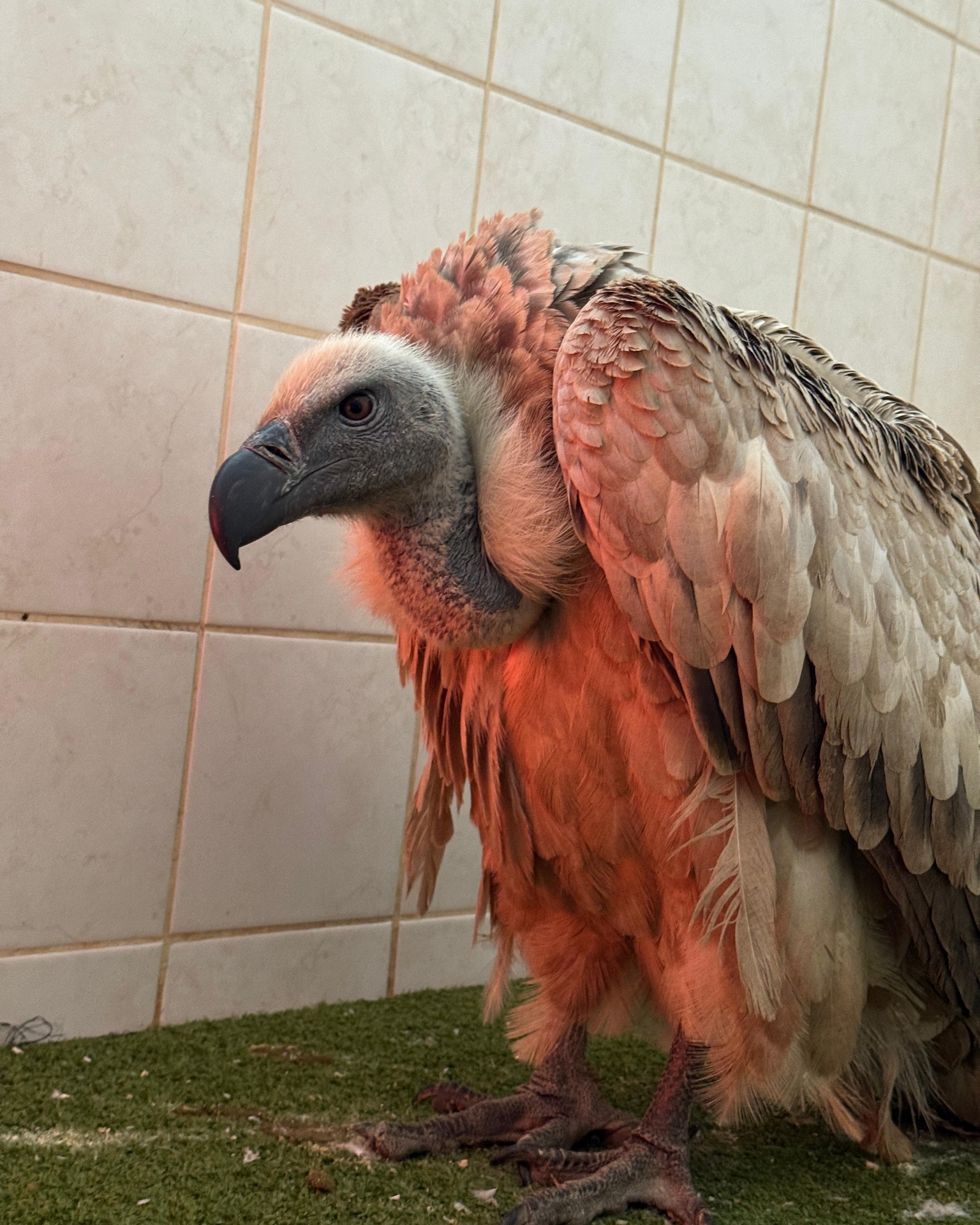 Cape Vulture