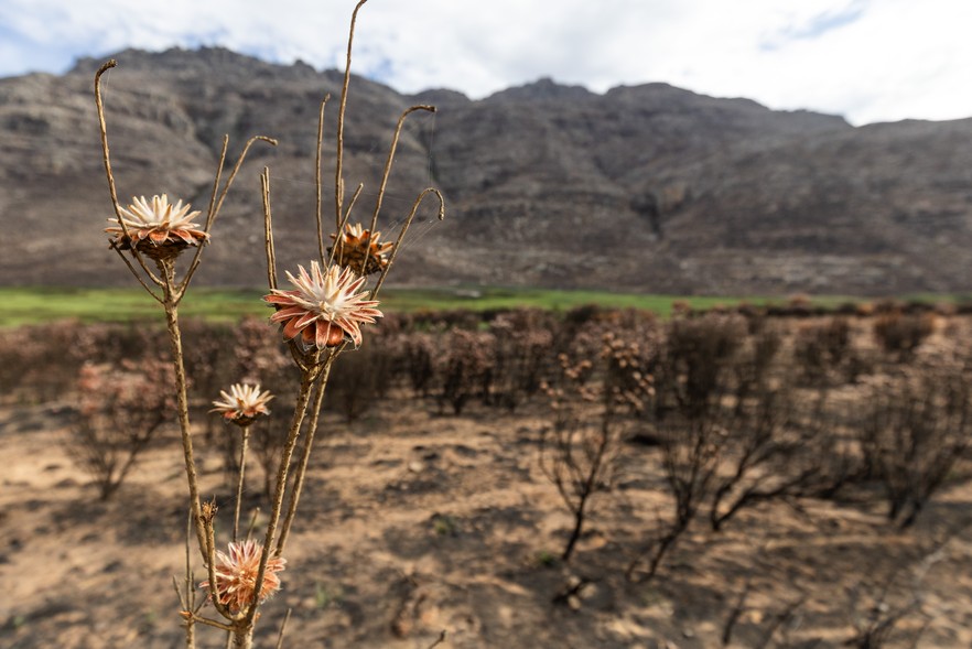 Cederberg Nature Reserve