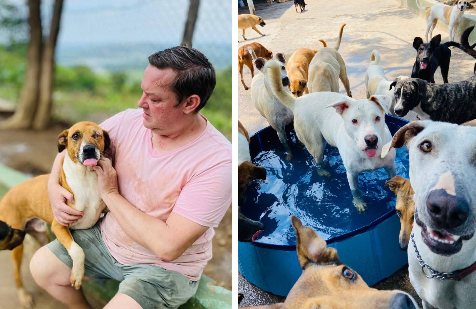 David Rescue Dogs