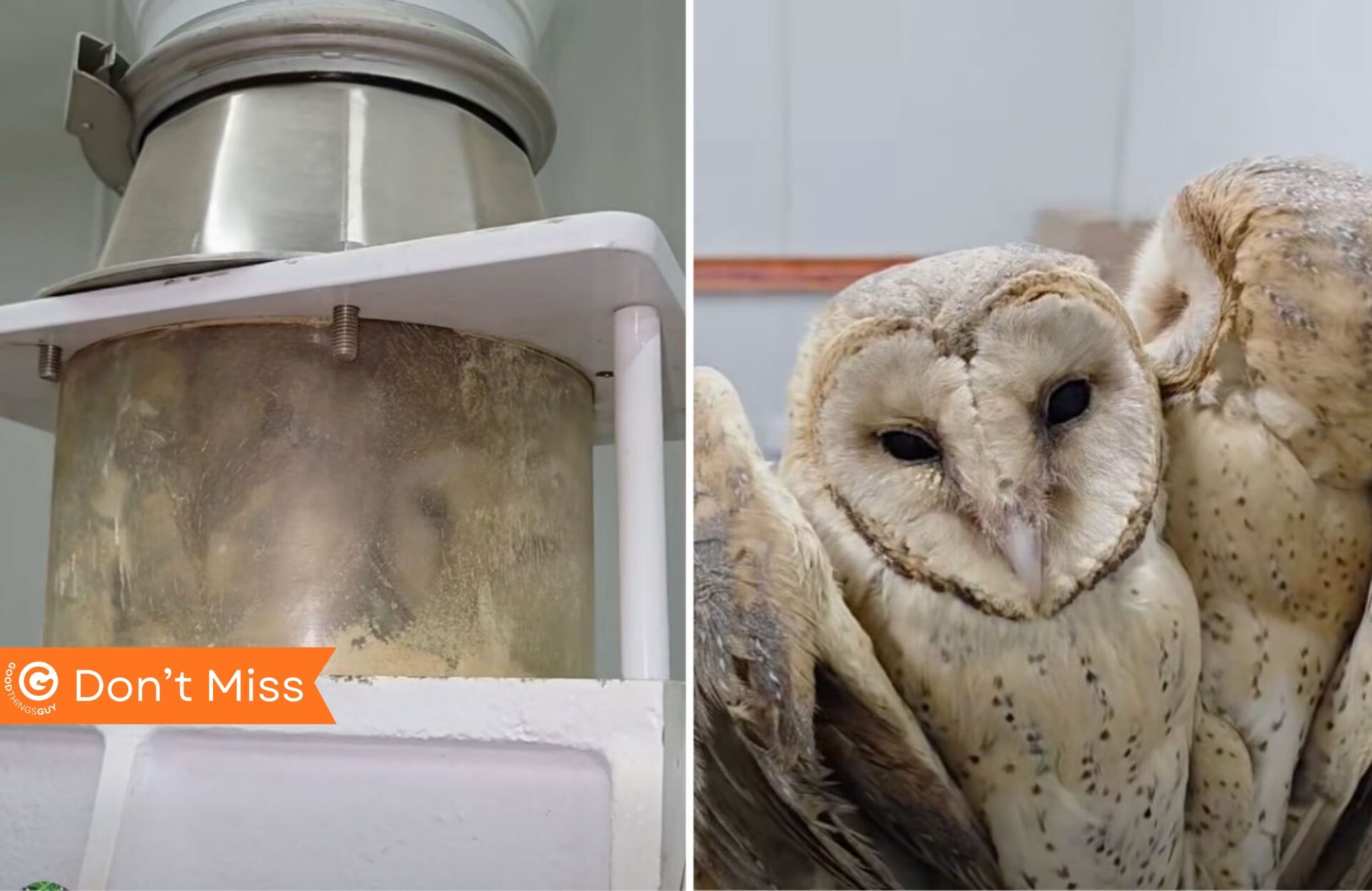Owl Rescue Centre