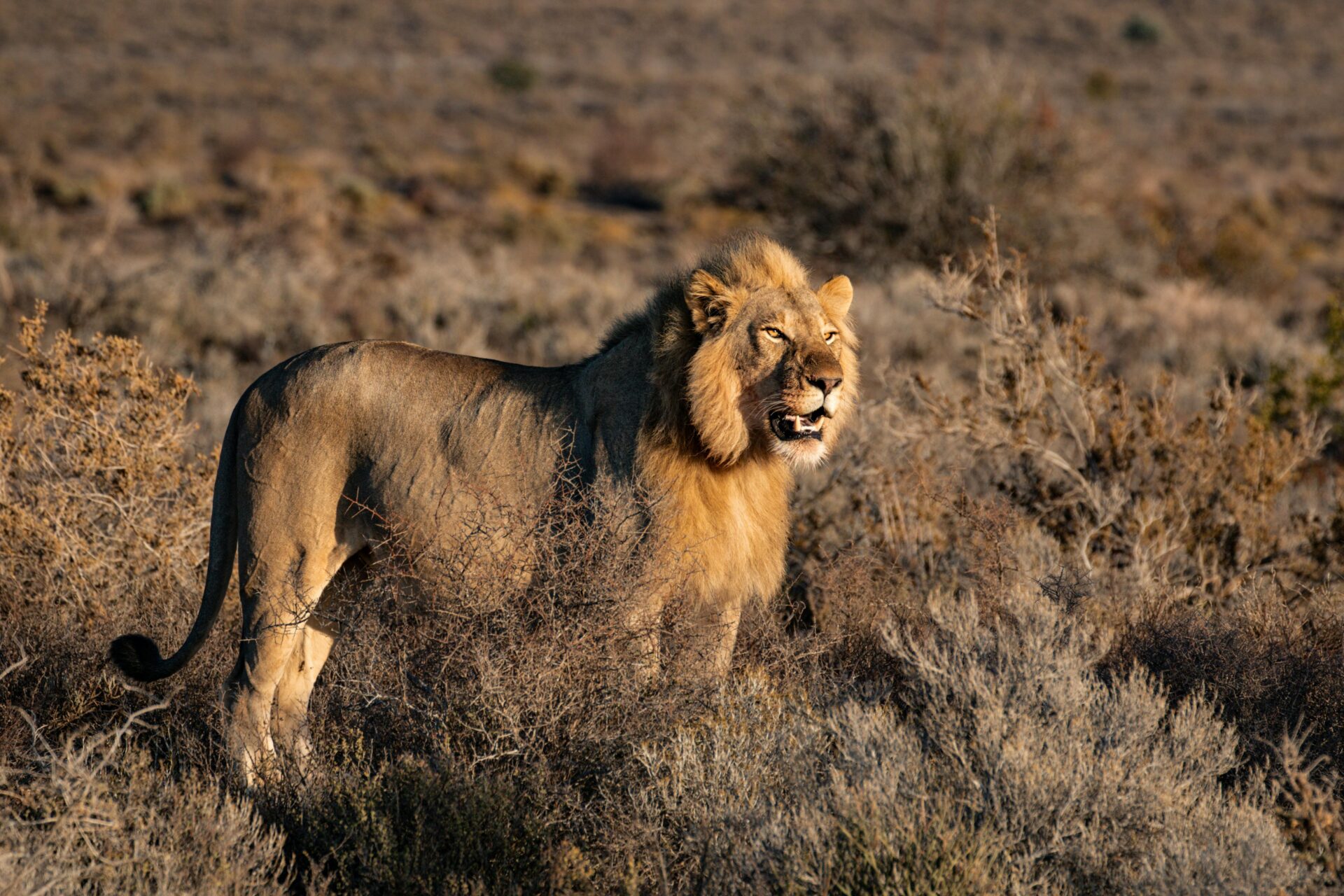 captive lion breeding