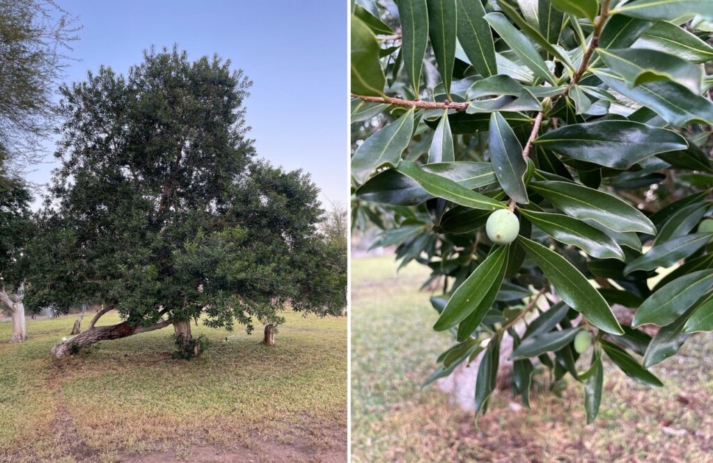 Comeback of the Pepper Bark Tree a Positive Sign About Species Recovery