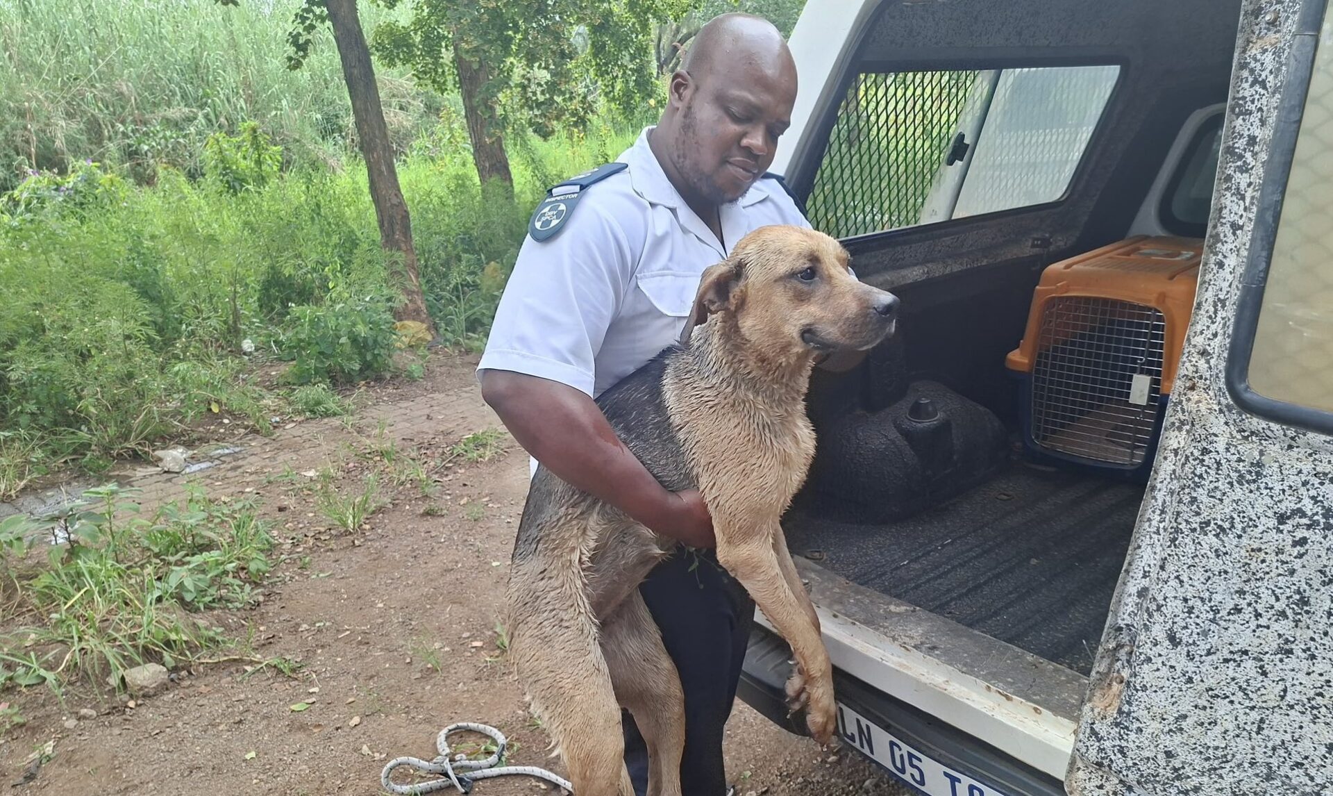 Dog Trapped on a River Island