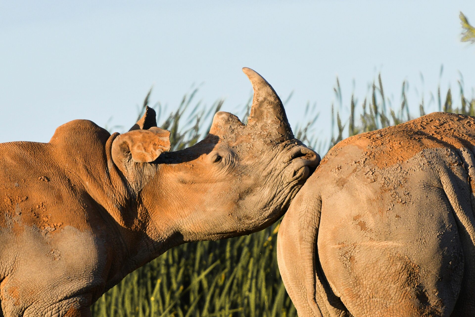 White Rhino
