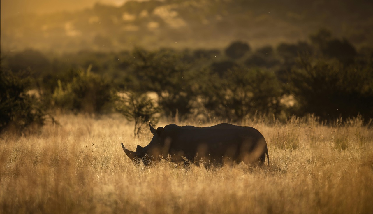 Rhino Poaching