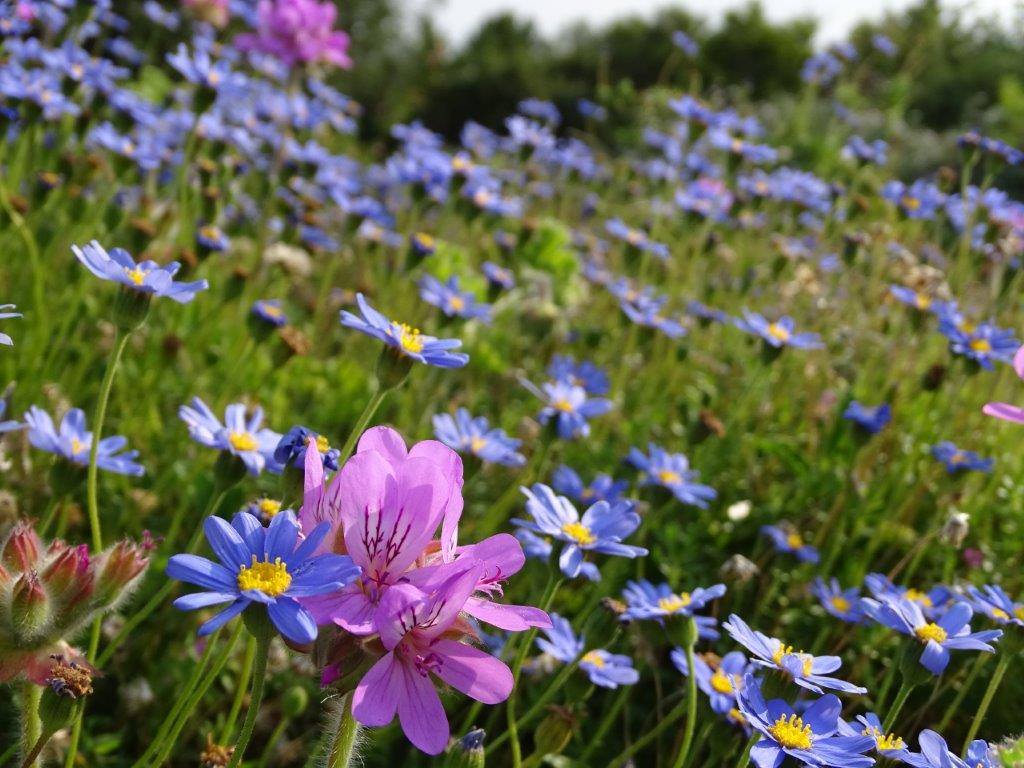 National Gardens Week