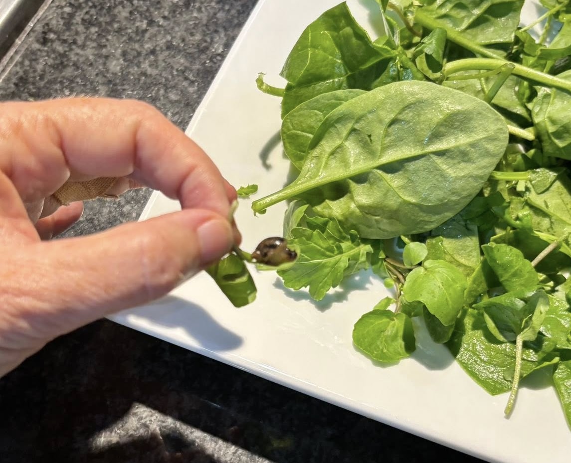 Woman Finds a Snail in Her Slaai